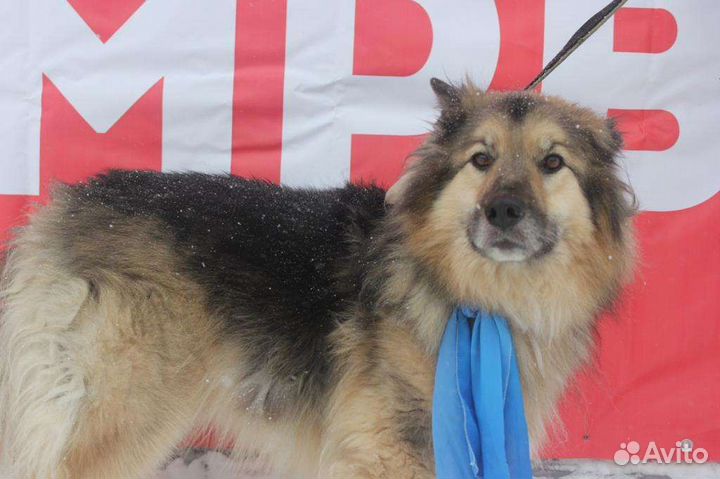 Барон, который ждёт