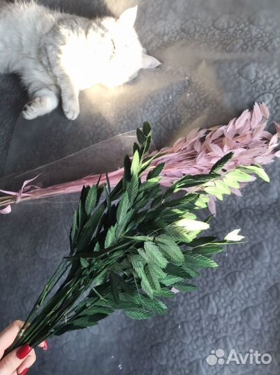 Хасмантиум