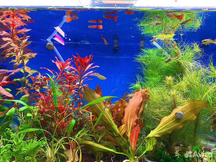 Растения для аквариума
