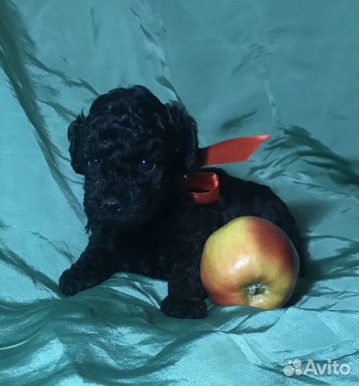 Той-пудель мальчик