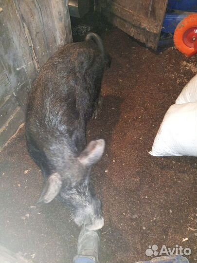 Хряк кармал