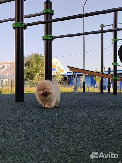 Померанский шпиц