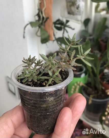 Суккуленты Crassula