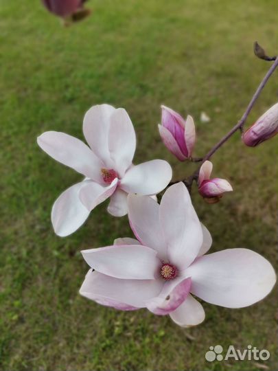 Магнолия саженцы