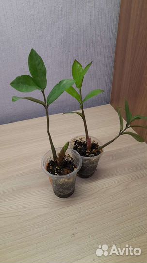 Комнатные цветы