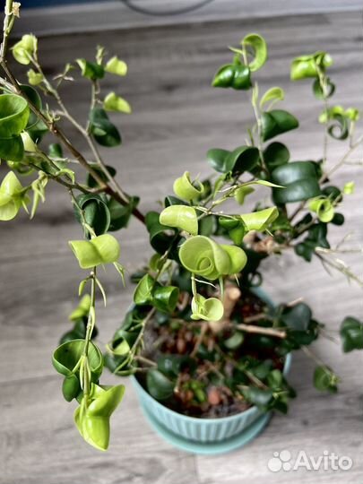 Фикус Барок