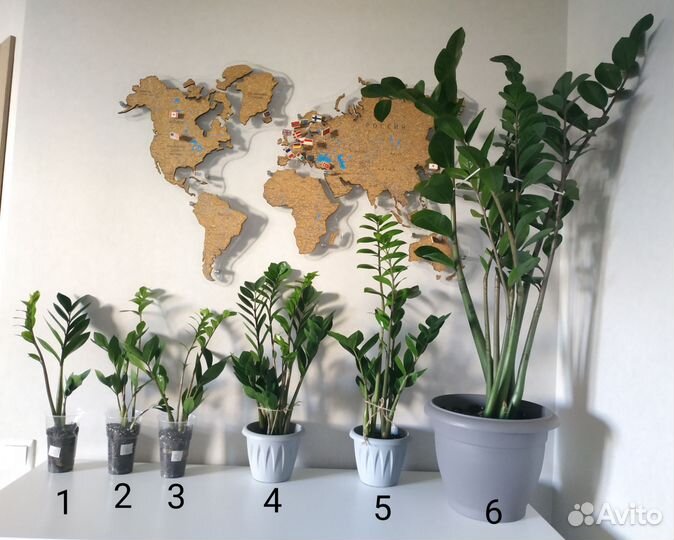 Замиокулькас