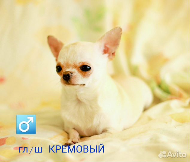 Чихуахуа мини