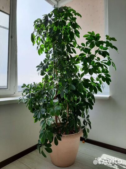 Комнатные растения большие