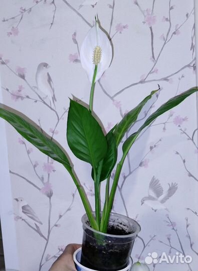 Спатифиллум