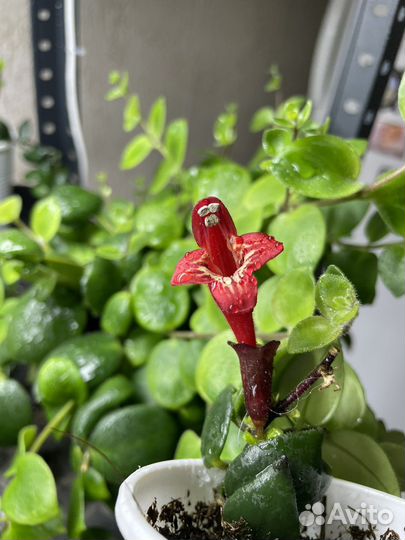 Эсхинантус мона лиза