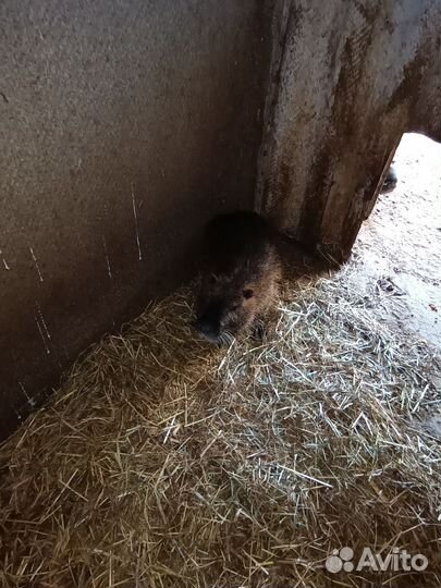 Нутрии живьём