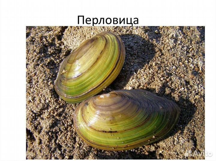 Перловица живая, речной моллюск,мидия,ракушка