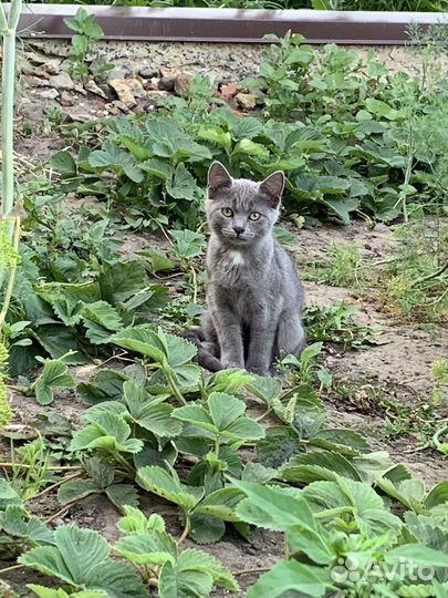 Котята в добрые руки бесплатно