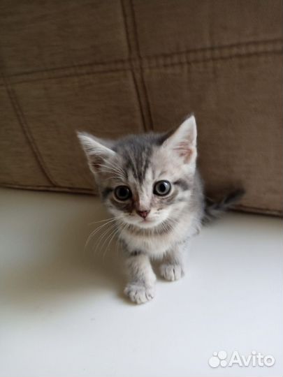 Шотландская кошечка
