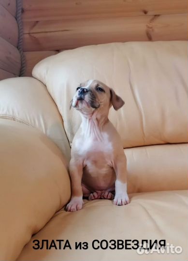 Сказочная Малышка Ам.Стафф, терьер.(с документами)