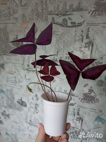 Кислица оксалис