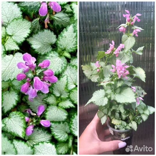 Растения садовые