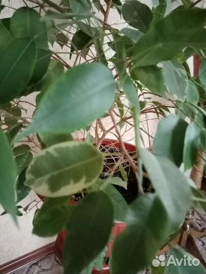 Фикус бенджамина пестролистный