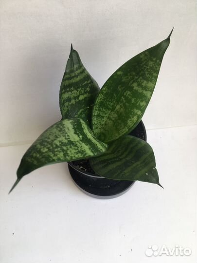 Комнатные цветы (сансевиерия)