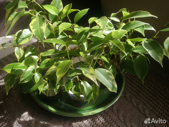 Фикус бенджамина Кинки
