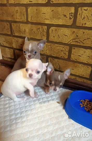 Щенки чихуахуа