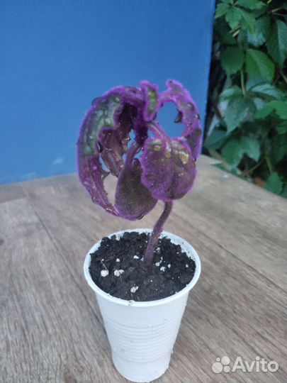 Гинура вариегатная