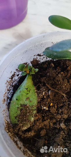 Толстянка денежное дерево