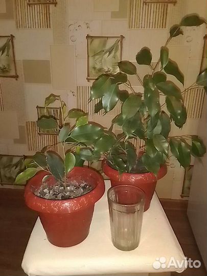 Фикус бенджамина