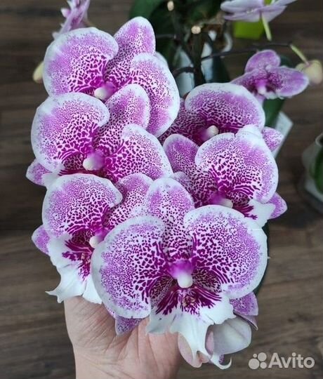 Биглип от Аллюры, Jambalaya