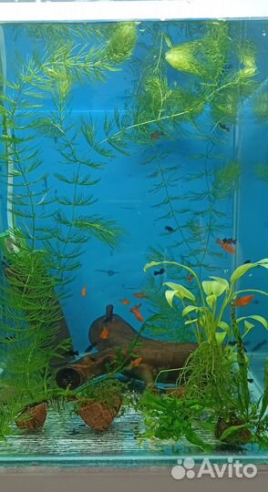 Распродаю мальков, креветки, растения, аквы