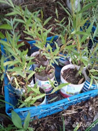 Гортензия Анабель, ива Нана, пузыреплодник