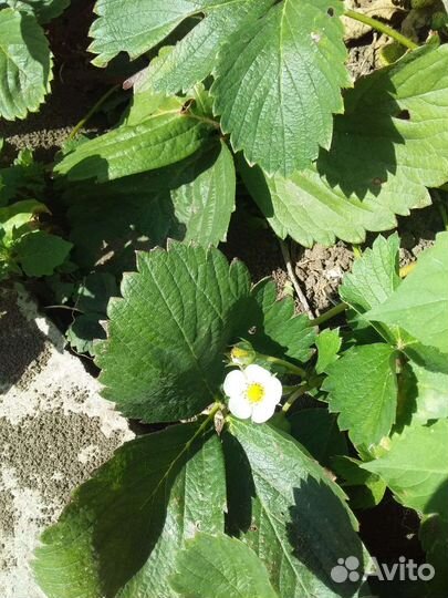 Клубника ремонтантная