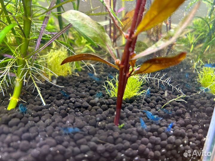 Креветки блю дрим