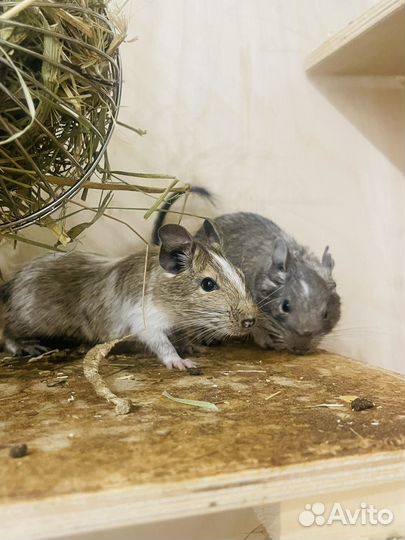 Чилийская белка дегу