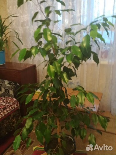 Бенжамин узколистный