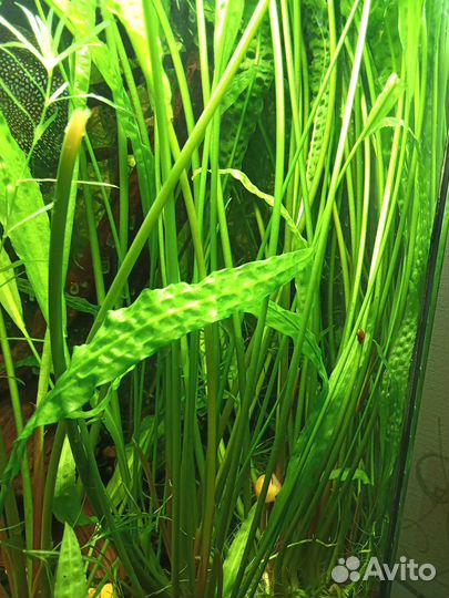 Аквариумное Растение высокорослое