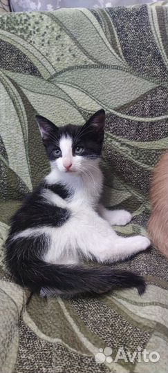 Котята в добрые руки бесплатно