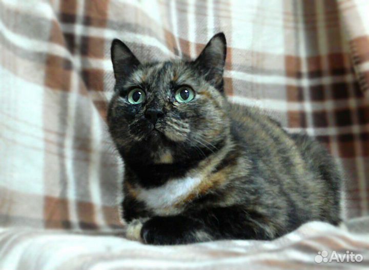 Красивая кошечка