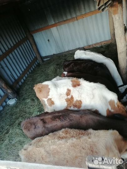 Бычки и телоки