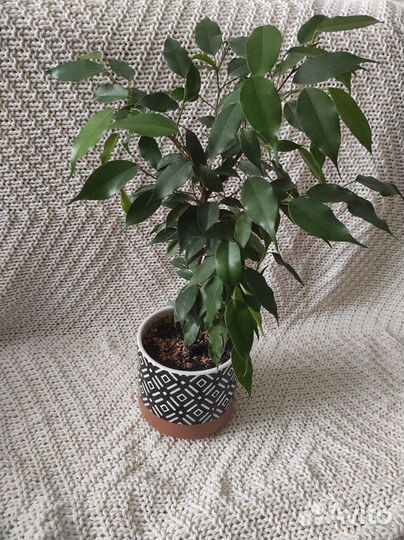 Цветы комнатные,Фикусы