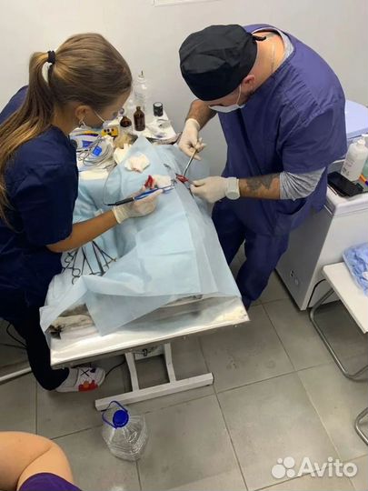 Вызов ветеринара на дом