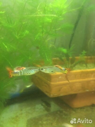 Аквариумные рыбки