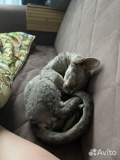 Девон-рекс кошка