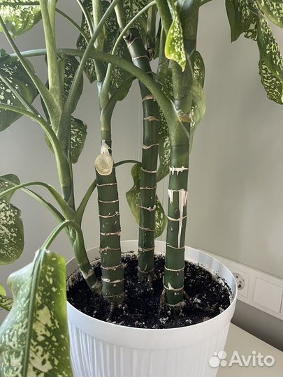 Диффенбахия