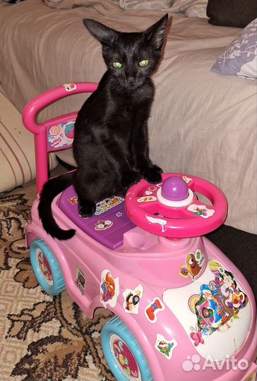 Котенок в добрые руки