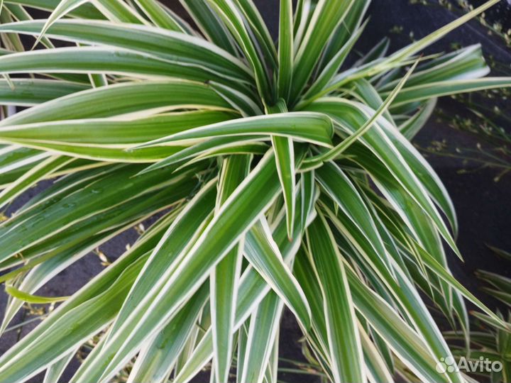 Цветы комнатные, хлорофитум, молочай, золотой ус