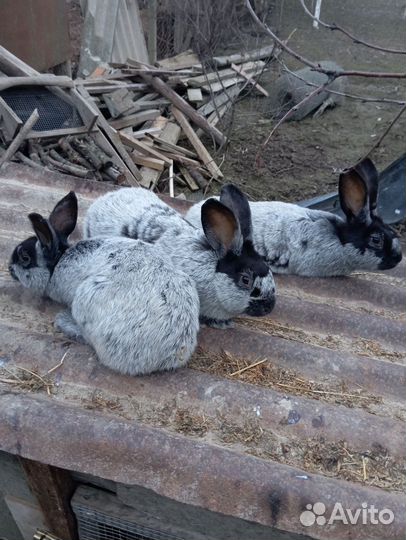 Полтавское серебро