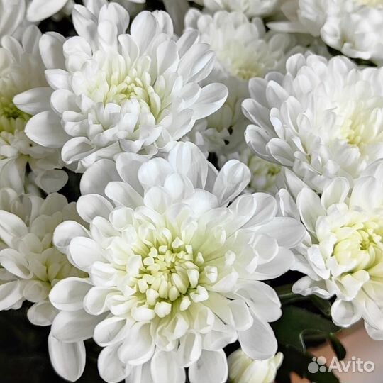 Гранд букет из кустовых хризантем