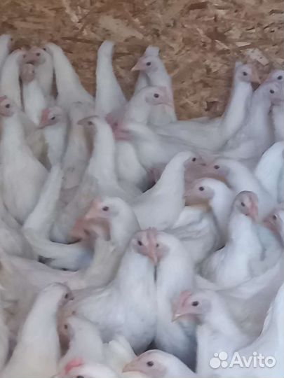 Несушки Белый ломан 4 мес,молодка